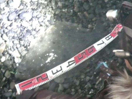 ヒラメが釣れました！